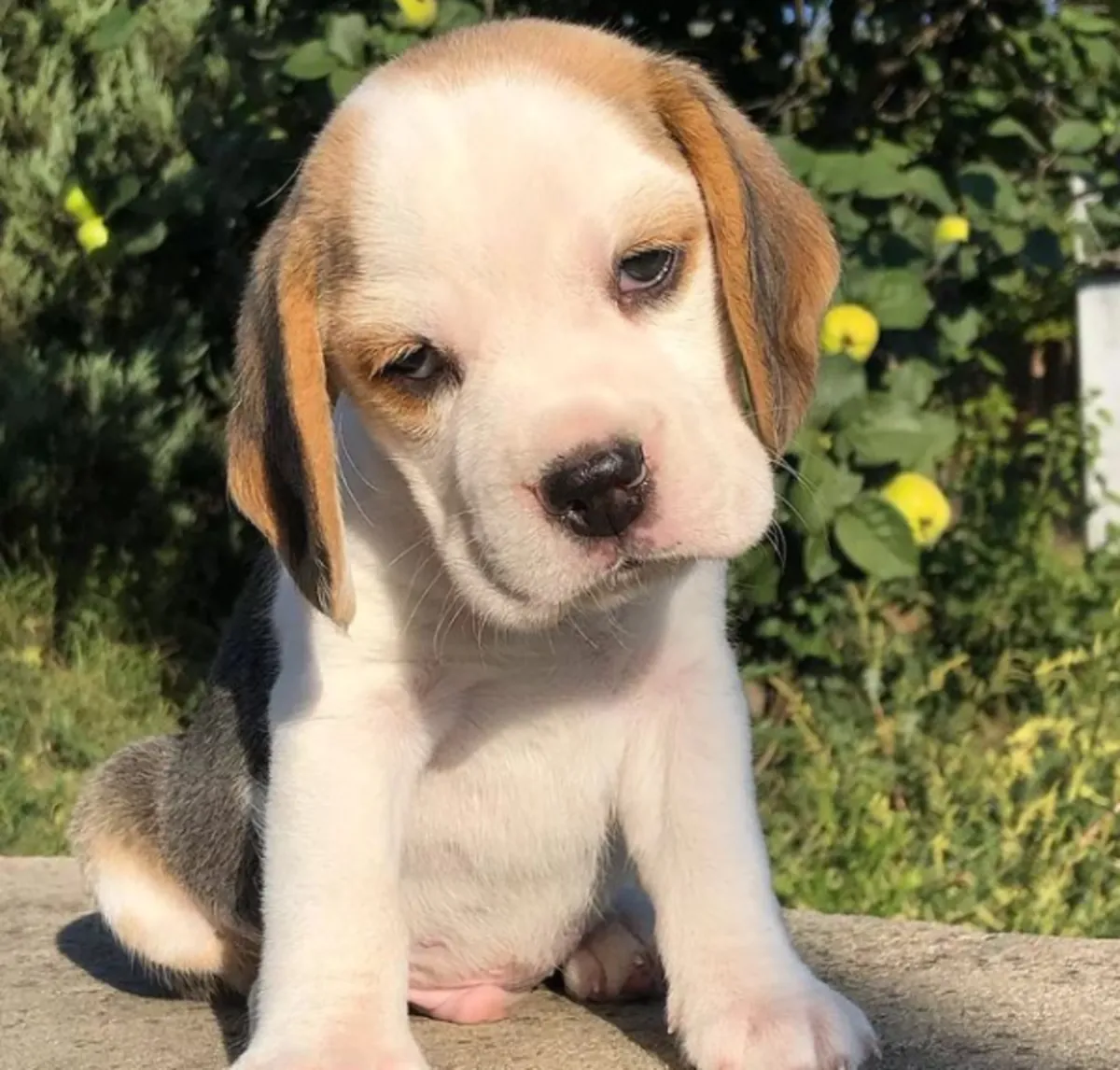 赠送比格犬幼犬