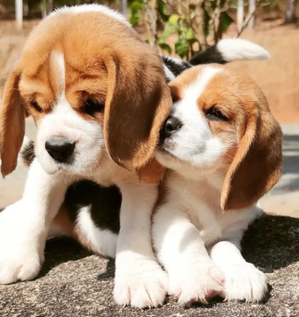 赠送比格犬幼犬