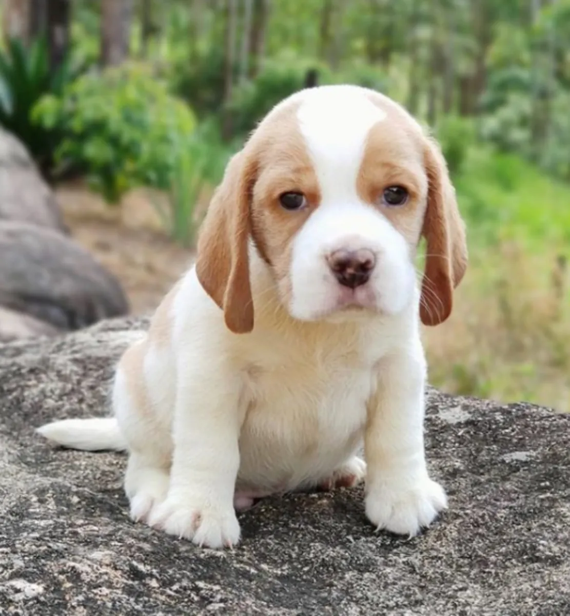 赠送比格犬幼犬