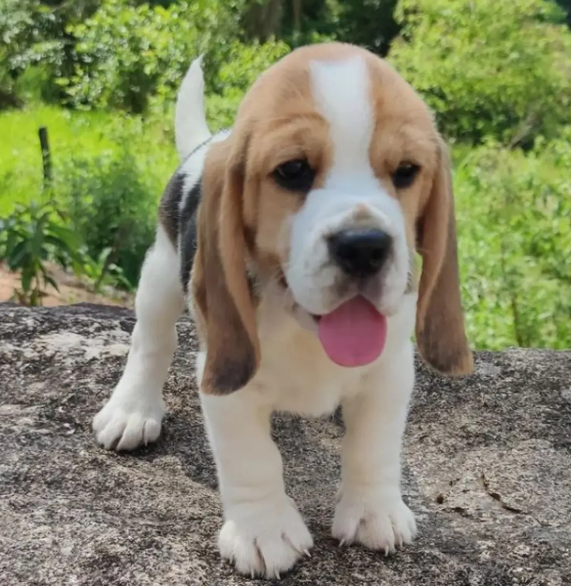 赠送比格犬幼犬