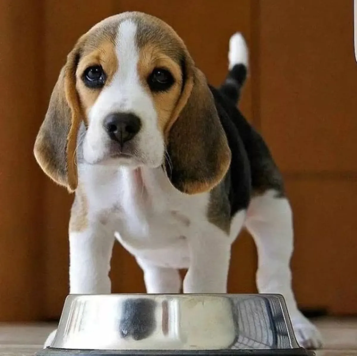 Cadeau Chiots Beagle