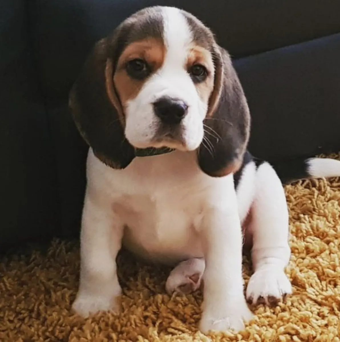 赠送比格犬幼犬