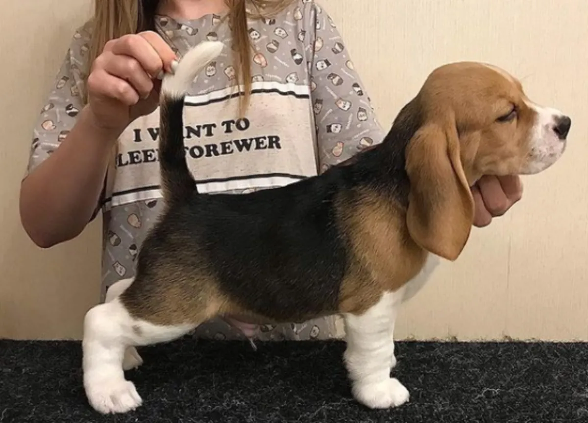 Regalo Cachorros de Beagle lista 5