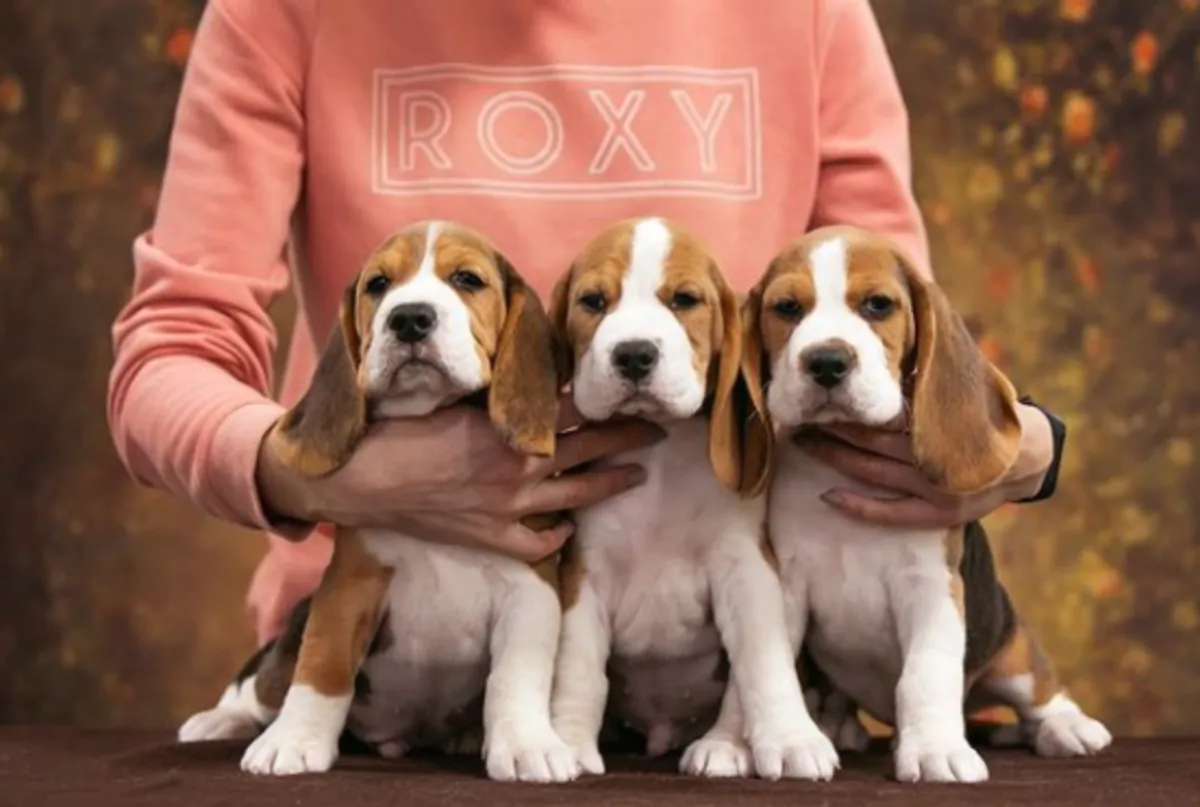 Regalo Cachorros de Beagle lista kk