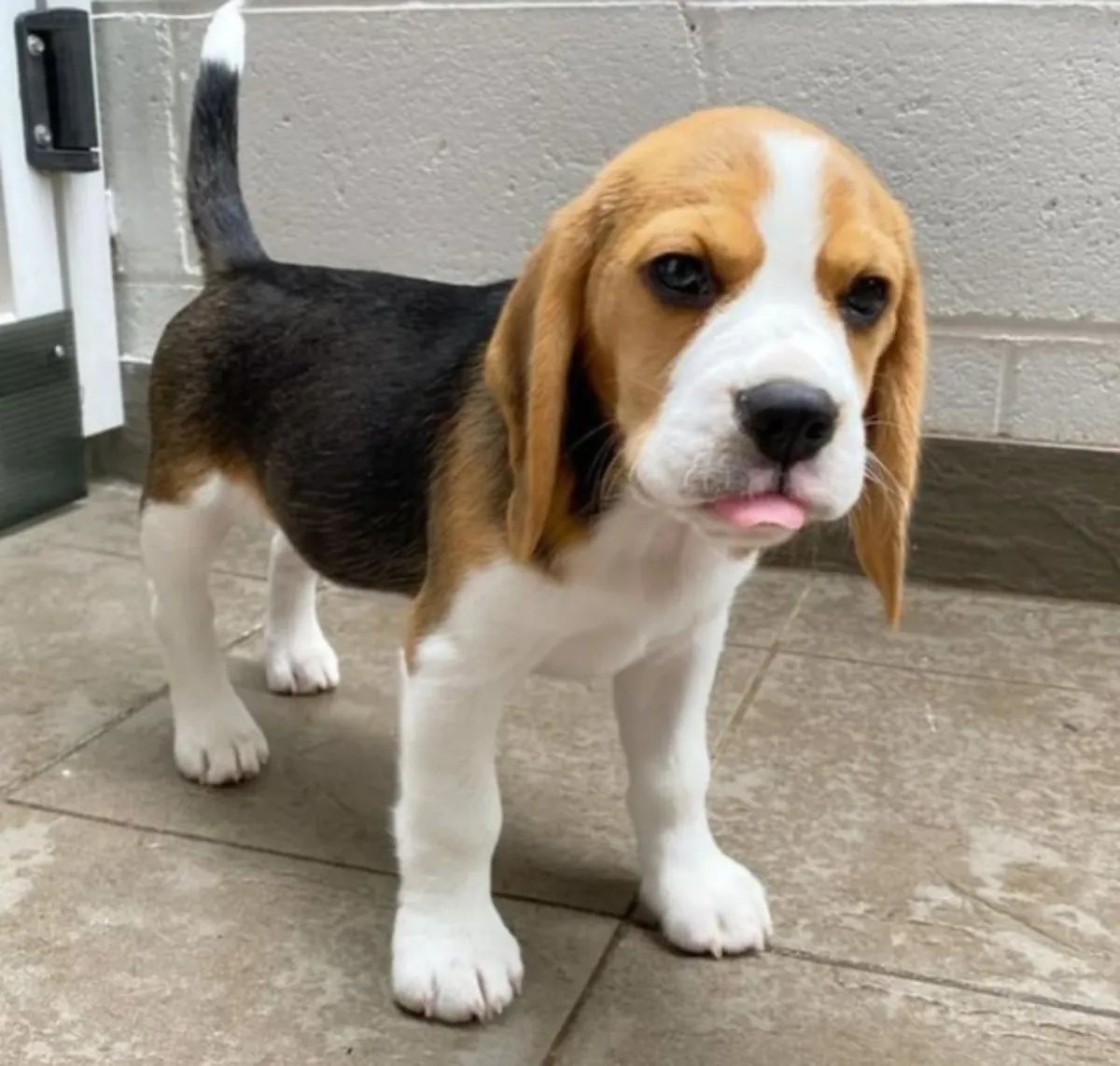赠送比格犬幼犬列表 ks