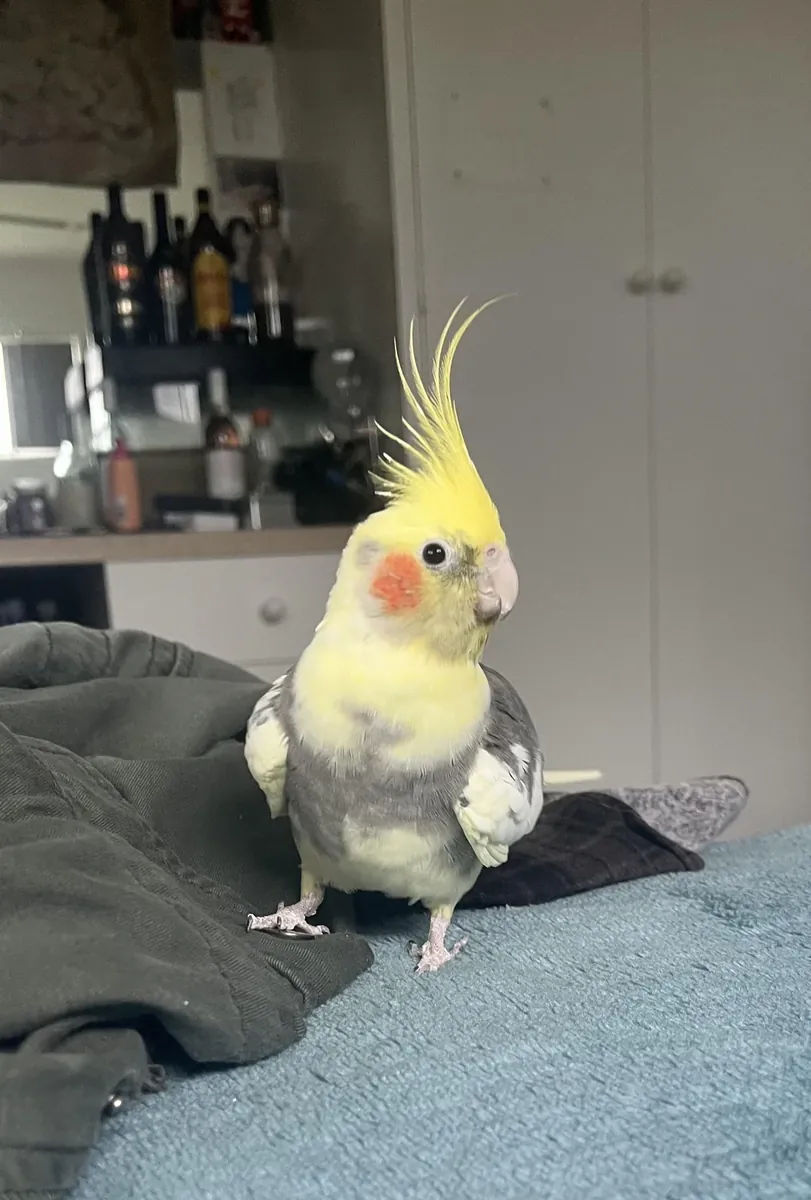 Домашняя корелла привыкшая к жизни в квартире