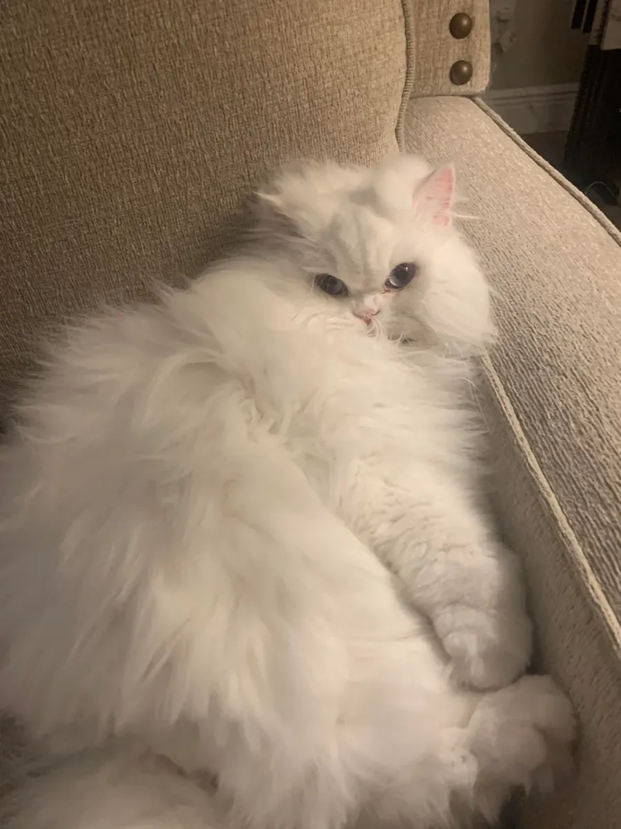 Спокойная персидская кошка ищет новый дом