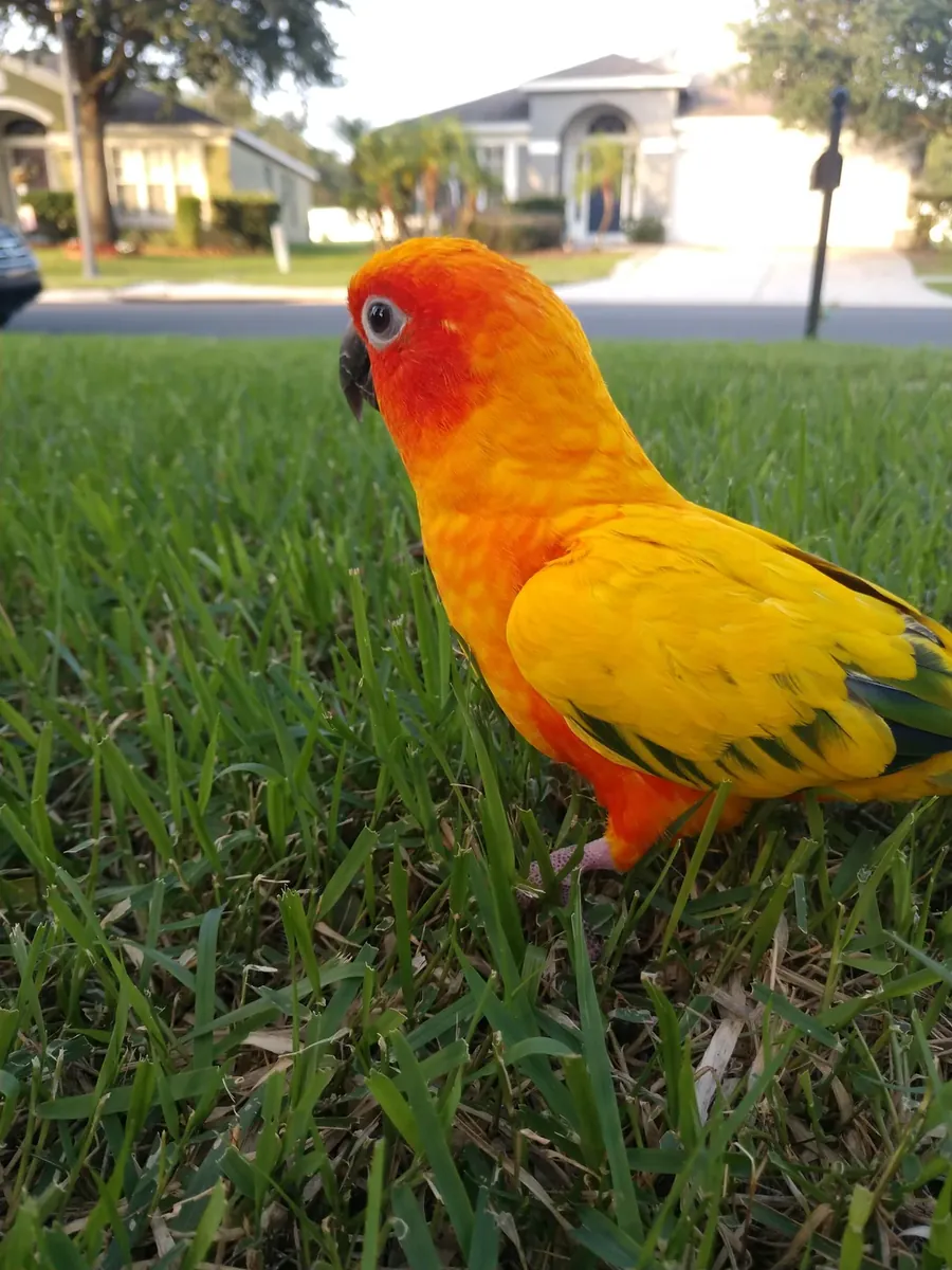 Любопытный попугай конура привыкший к людям