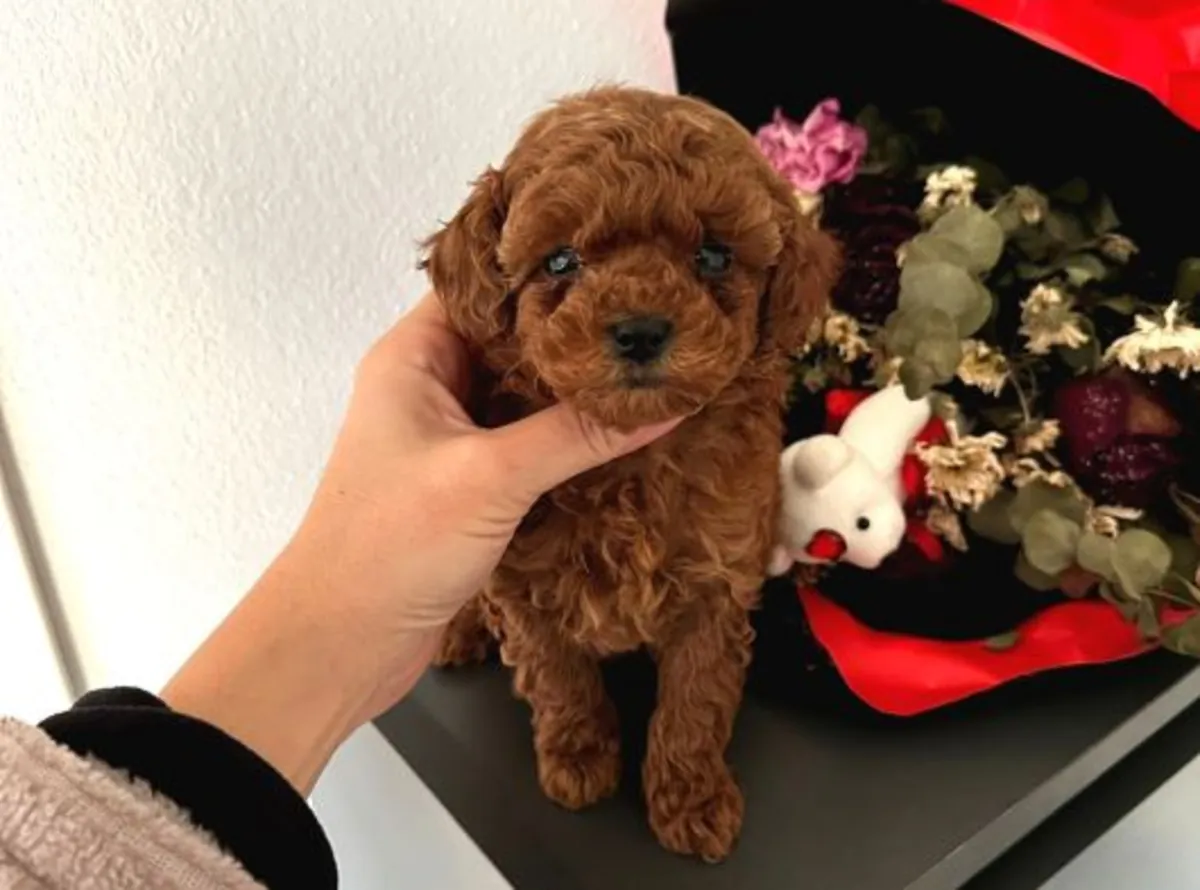 Коричневый той пудель выросший в домашней семье