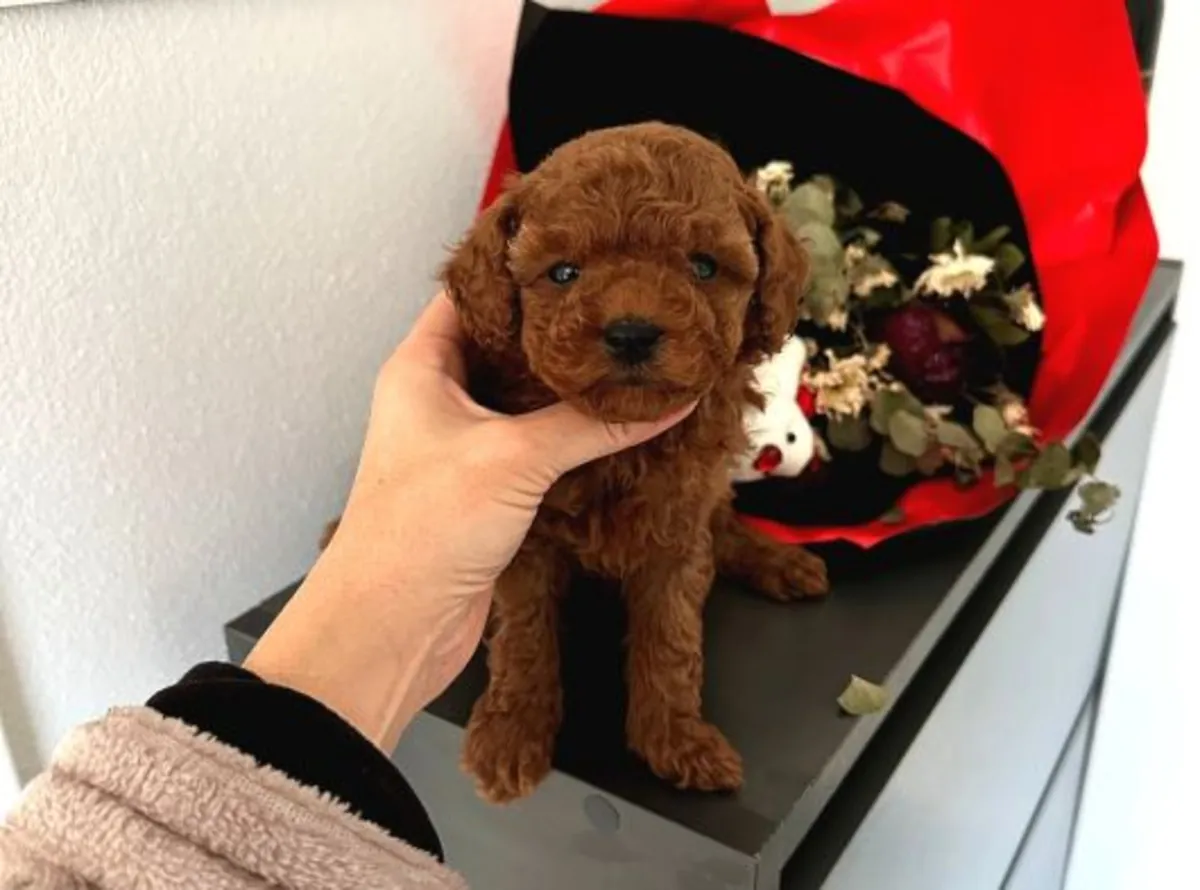 Коричневый той пудель выросший в домашней семье