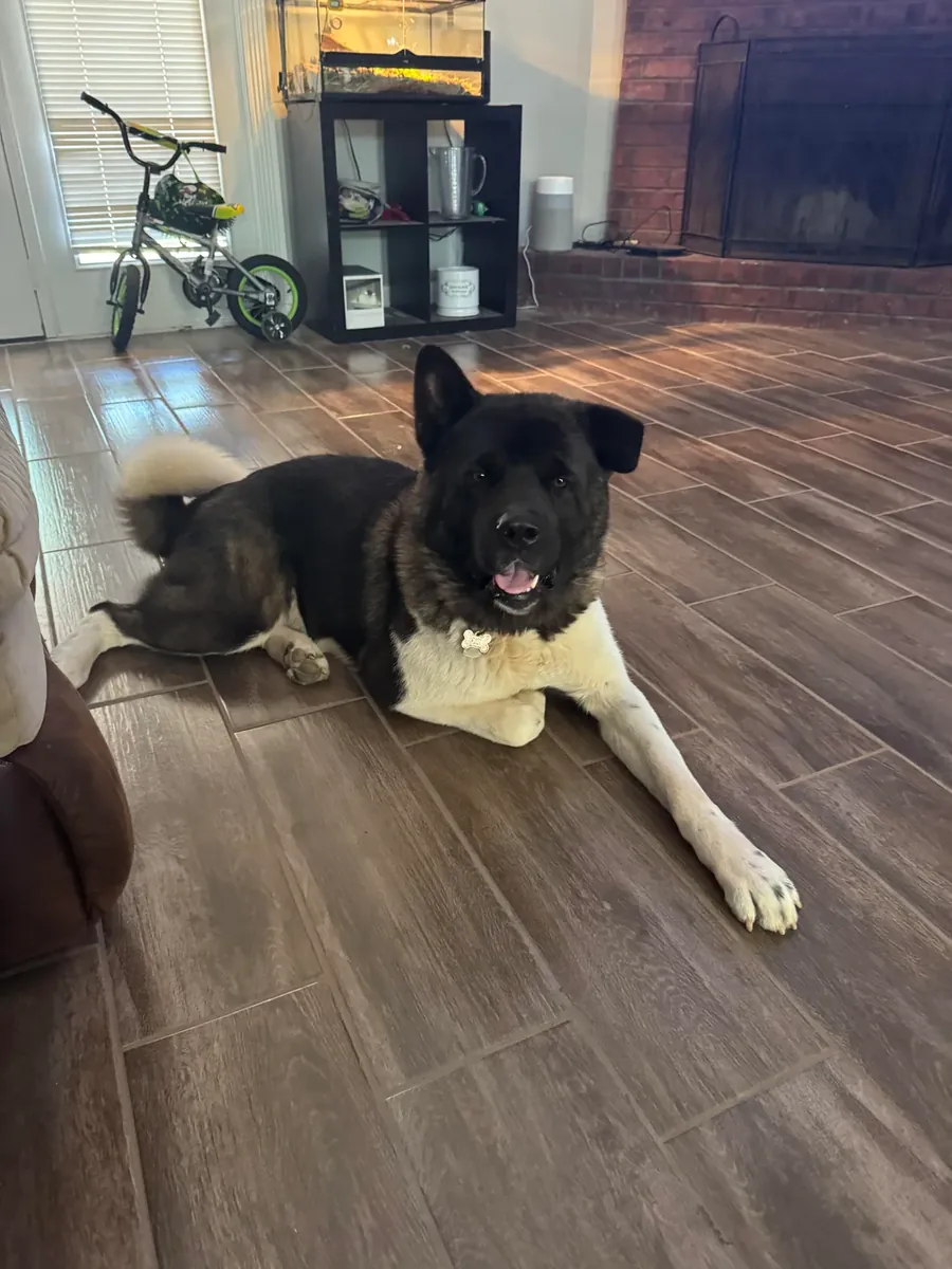 Спокойная акита, привыкшая жить в окружении людей.