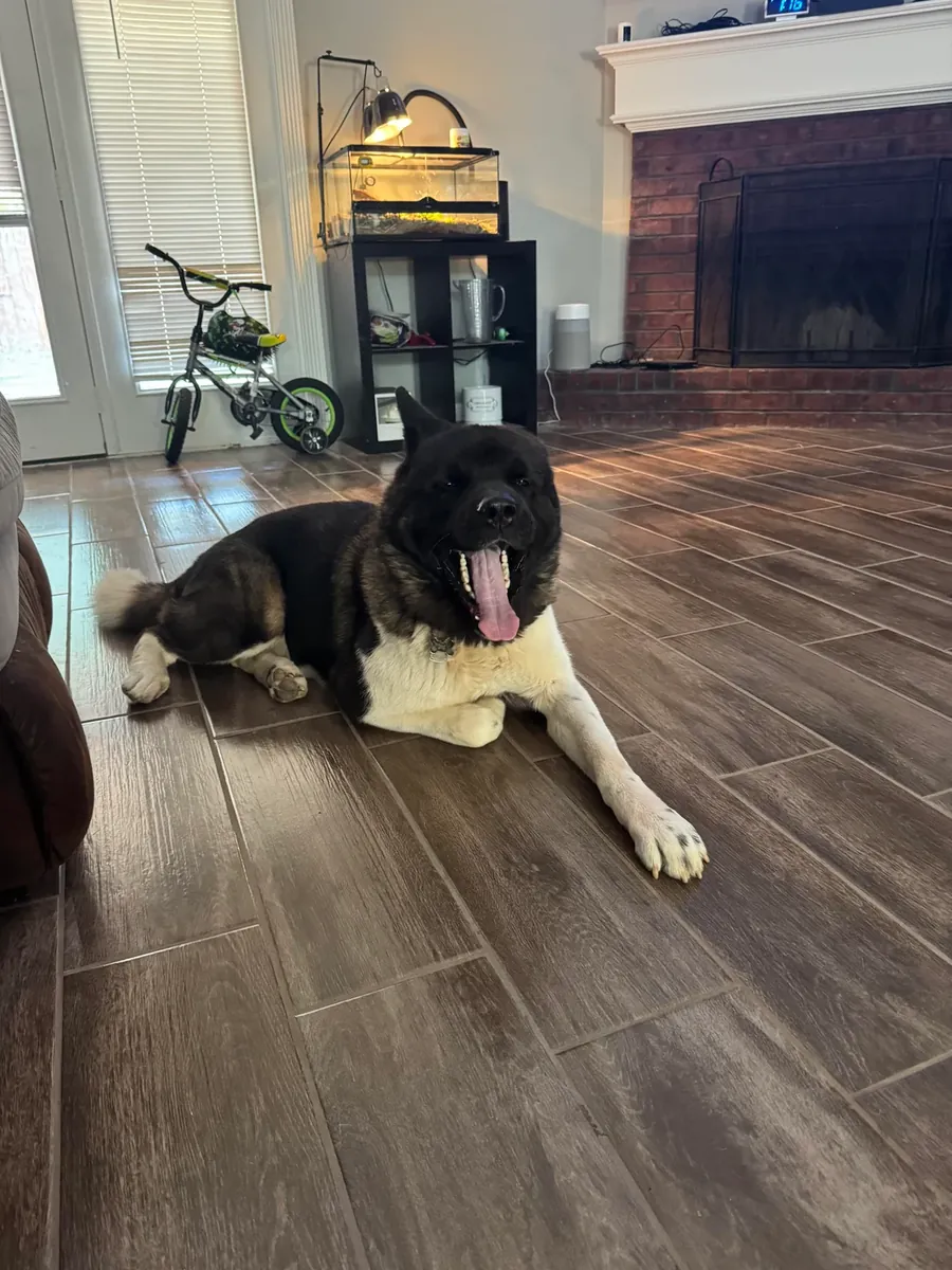 Спокойная акита, привыкшая жить в окружении людей.