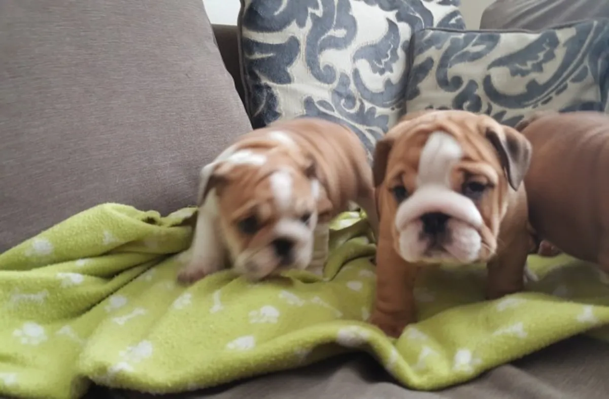 Bulldogs anglais.