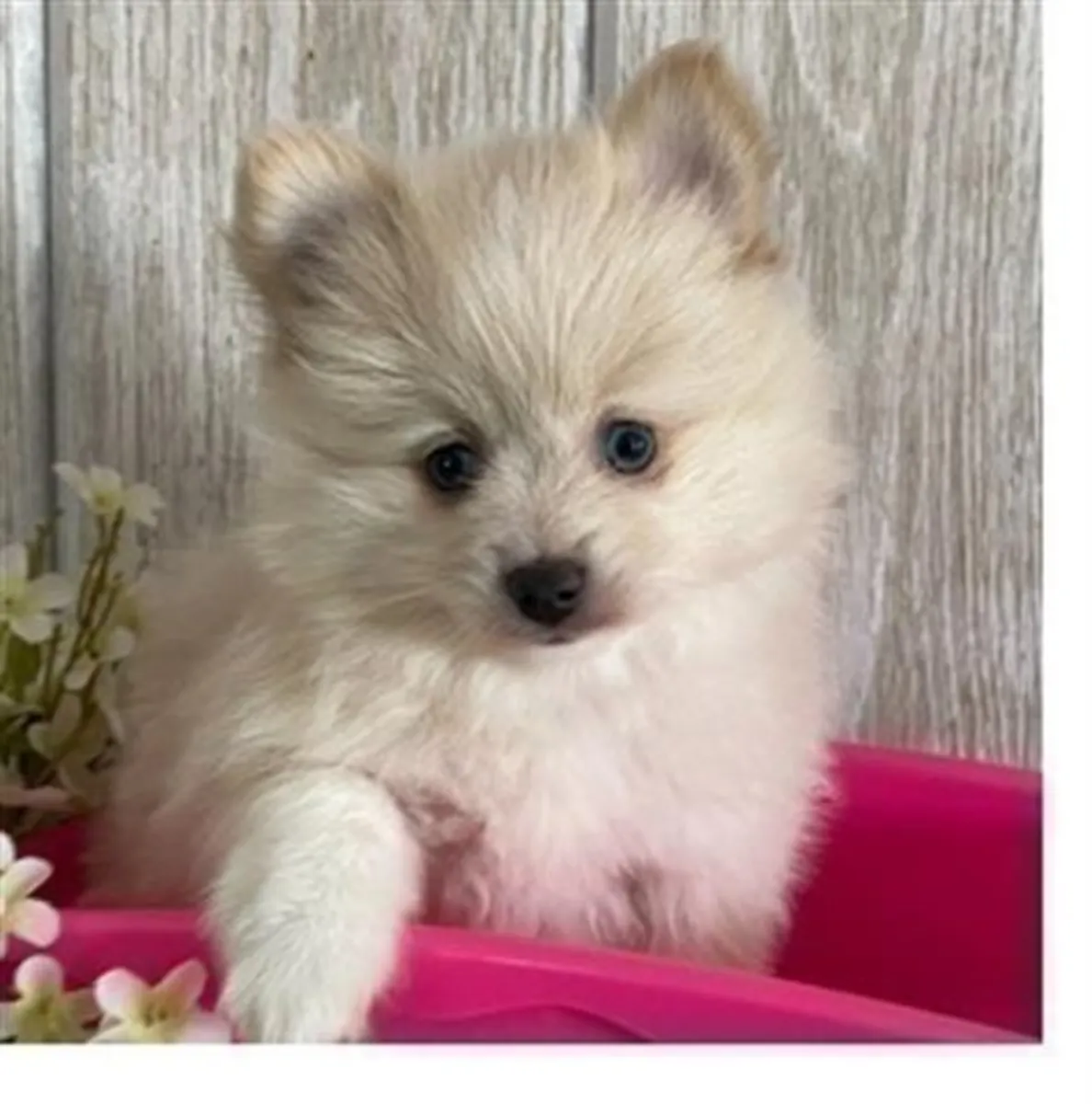 Good Pomeranian puppies are seen.