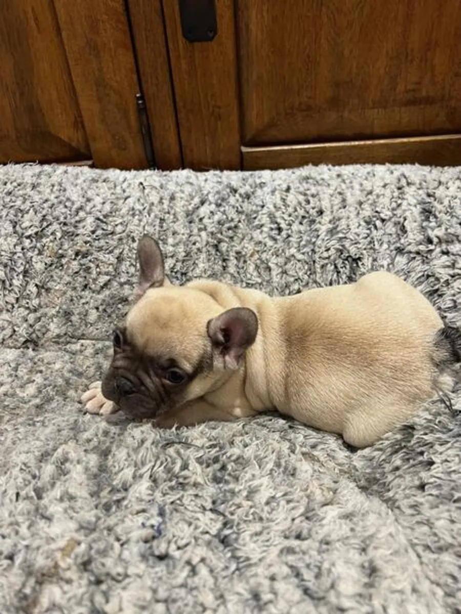 Chiots bulldog français mâles et femelles.