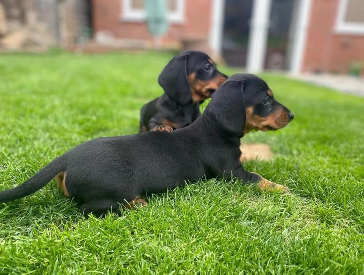Chiots Doberman mâles et femelles Asake.