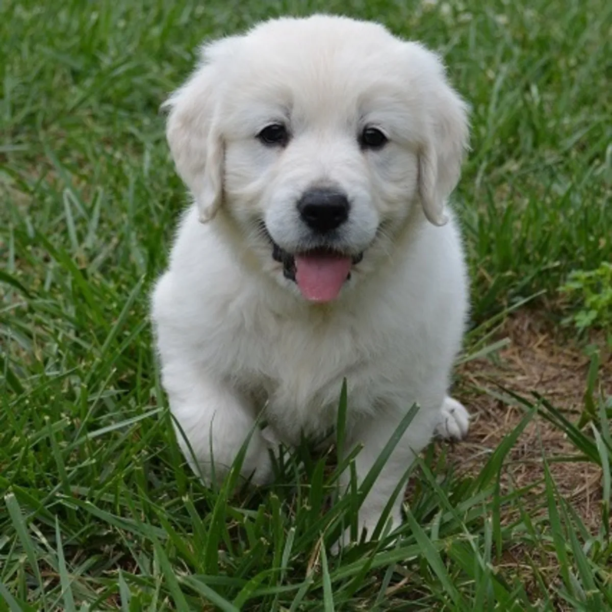 Male and female Golden Retriever.