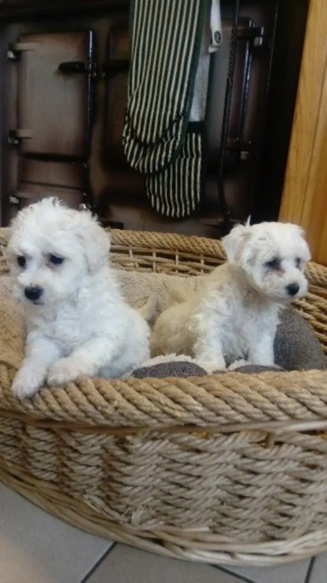 Chiot Bichon Maltais