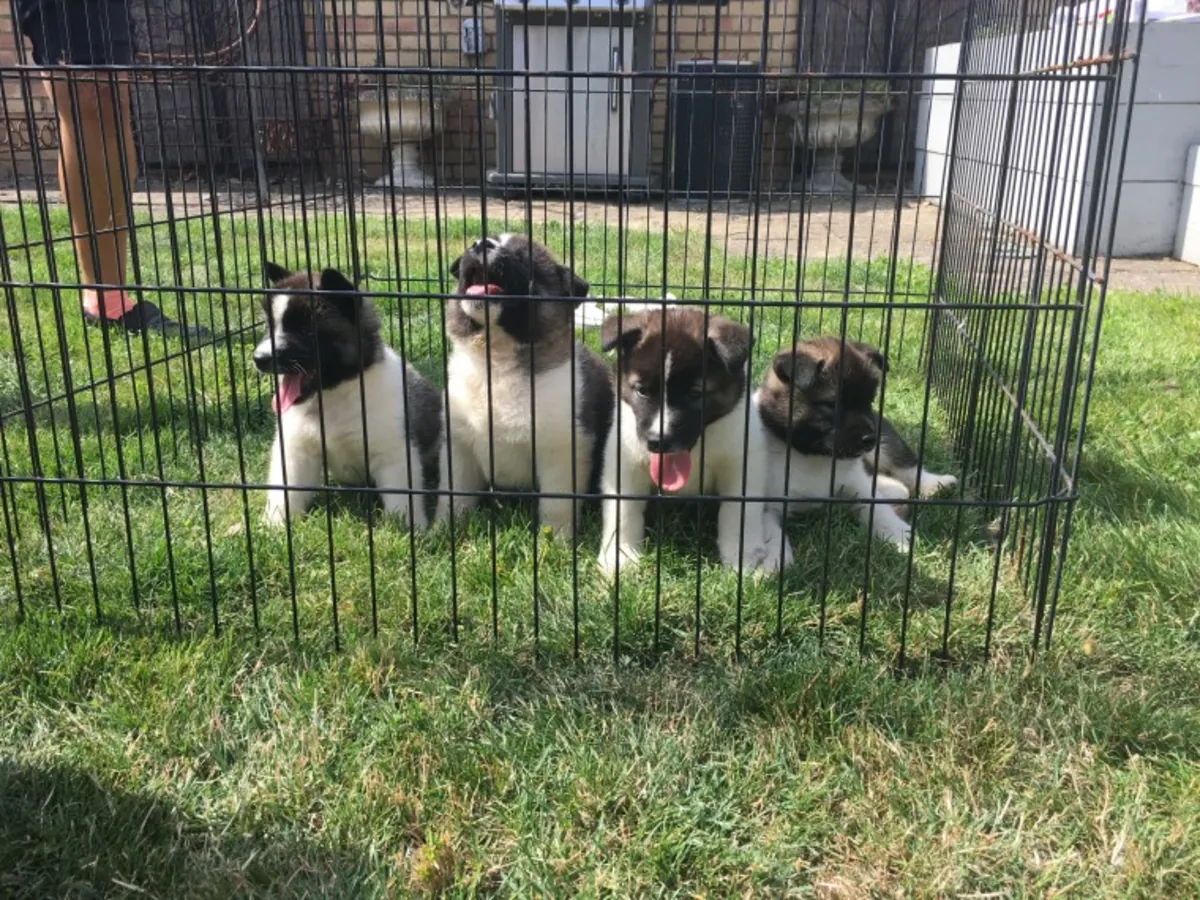 Chiots Akita Inu pour une nouvelle famille