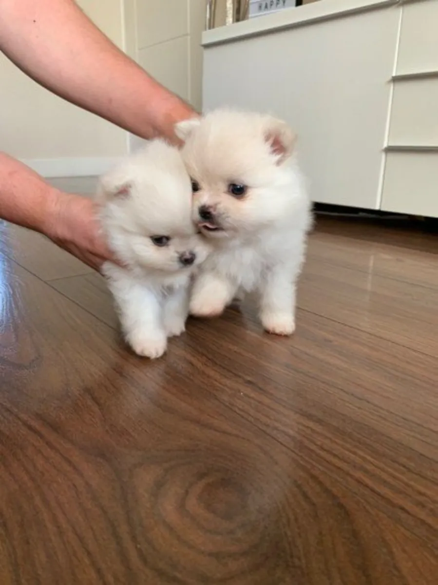 Mükemmel Pomeranian erkek ve dişi yavrular
