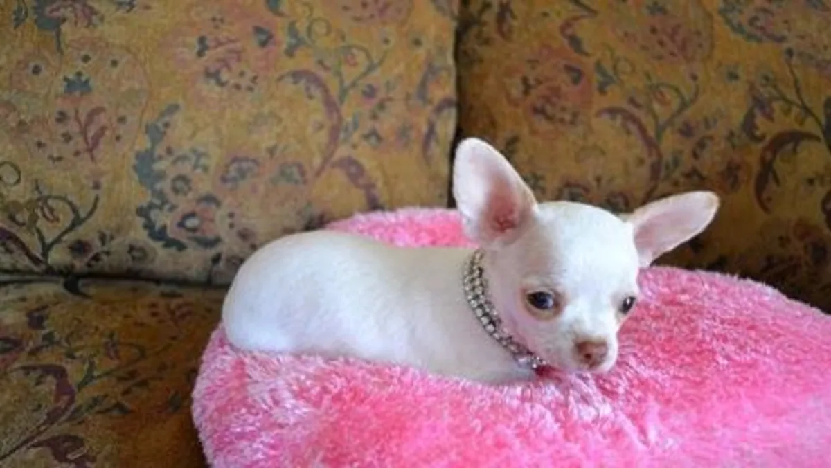 皱纹羞耻 CHIHUAHUA 小狗