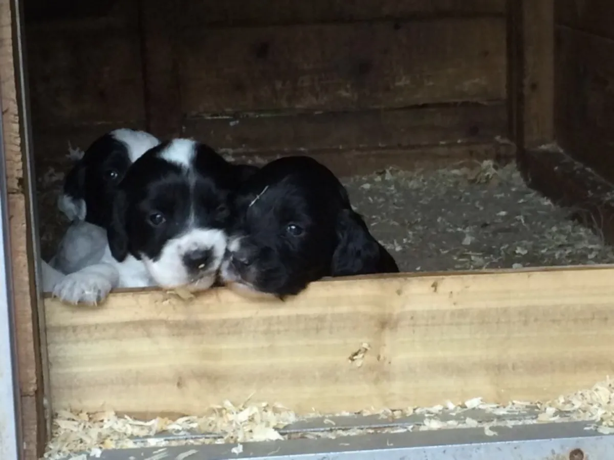 Sandra Molyko chiots cocker spaniel mâle femelle.