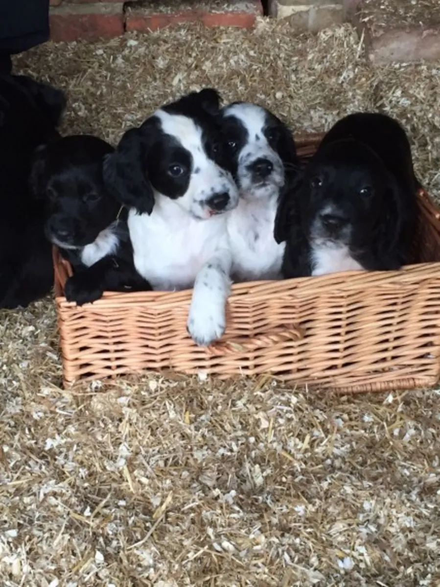 Sandra Molyko chiots cocker spaniel mâle femelle.