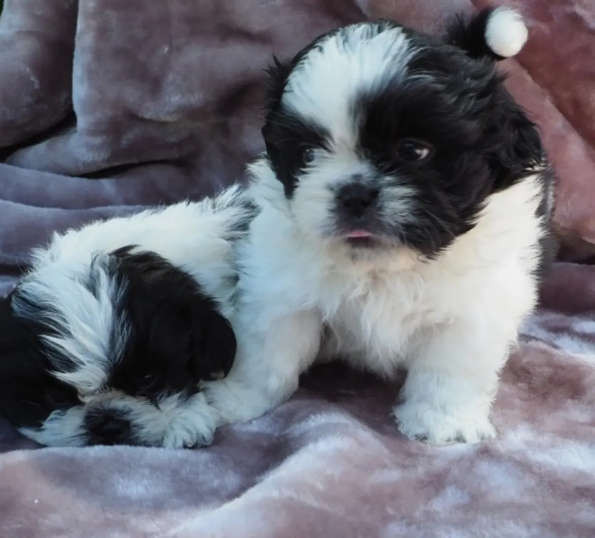 Shih Tzu Yavruları Sandra Molyko dişi erkek.