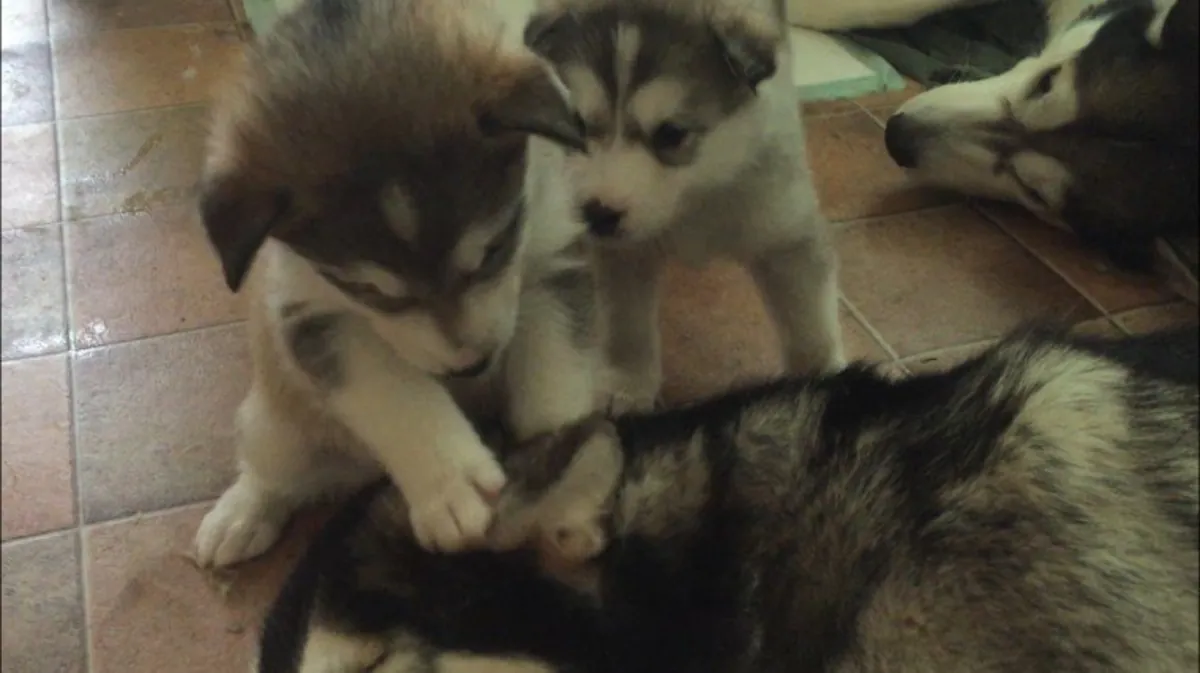 Confirmé en bonne santé Malamute d'Alaska