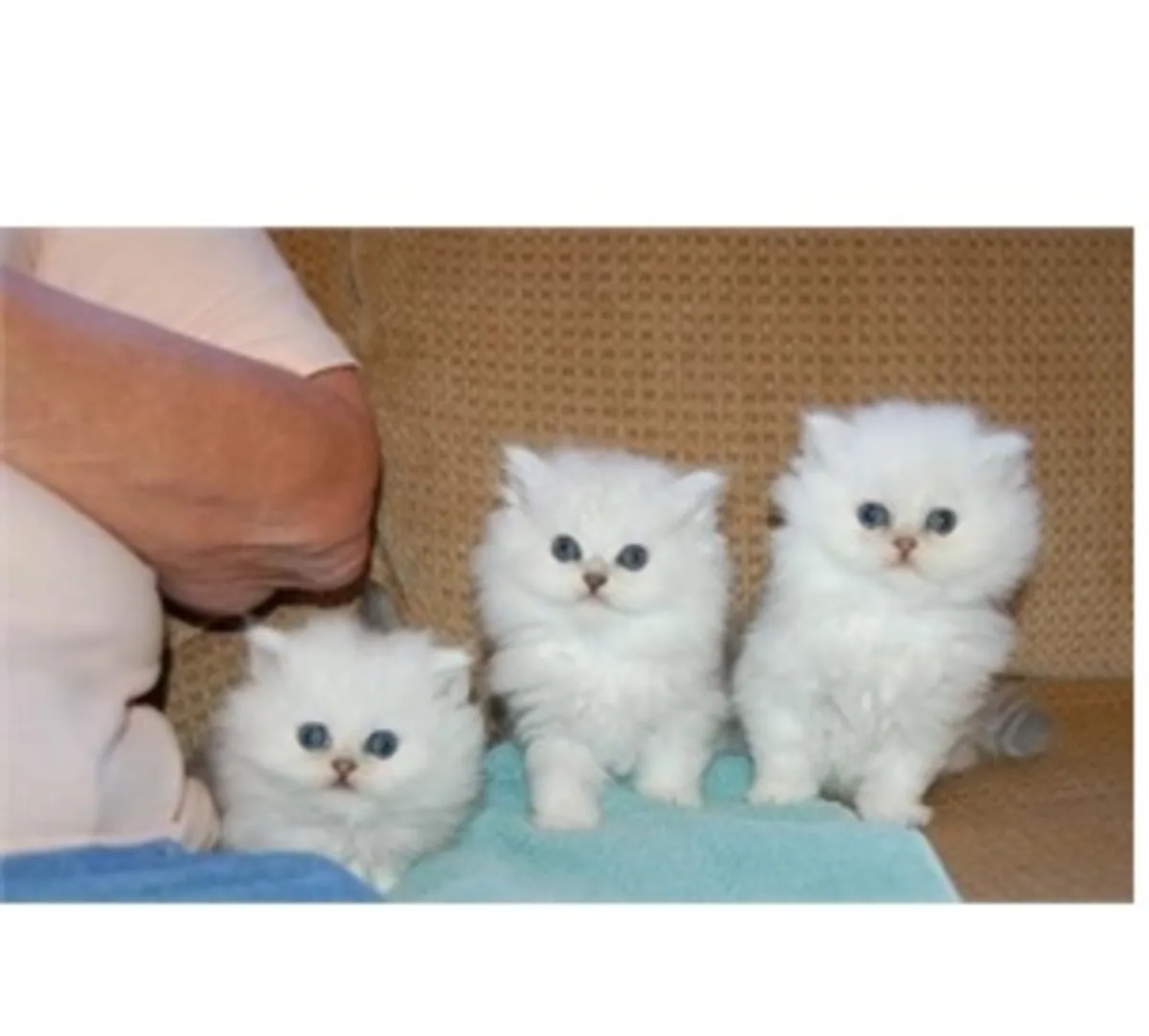 Ovoko increíbles gatitos persas