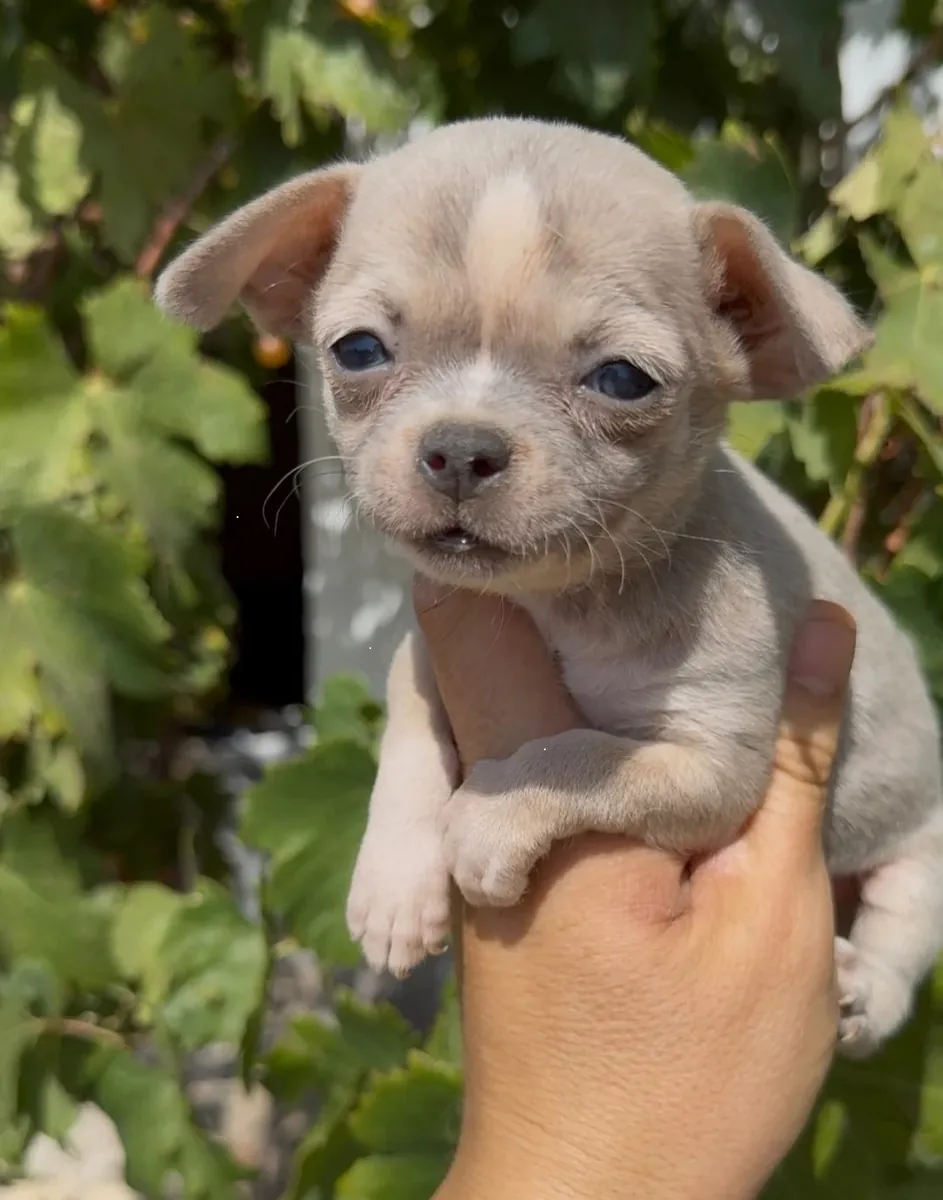 Chiots Chihuahua