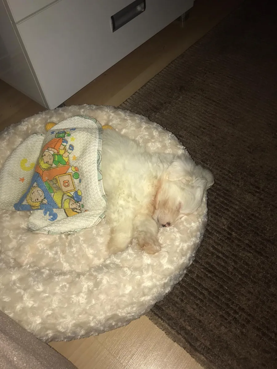 0 NUMARA EĞİTİMLİ 2.5 AYLIK TERRİER YAVRU