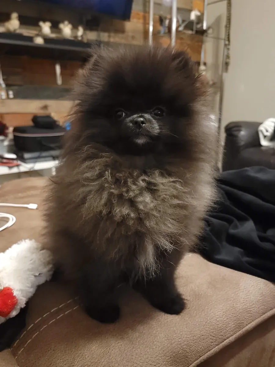 Ev hayatına alışmış pomeranian sahiplendirme