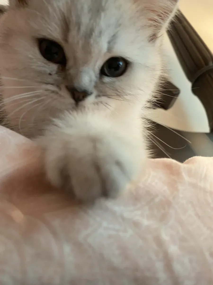 Evde büyümüş british shorthair kedi