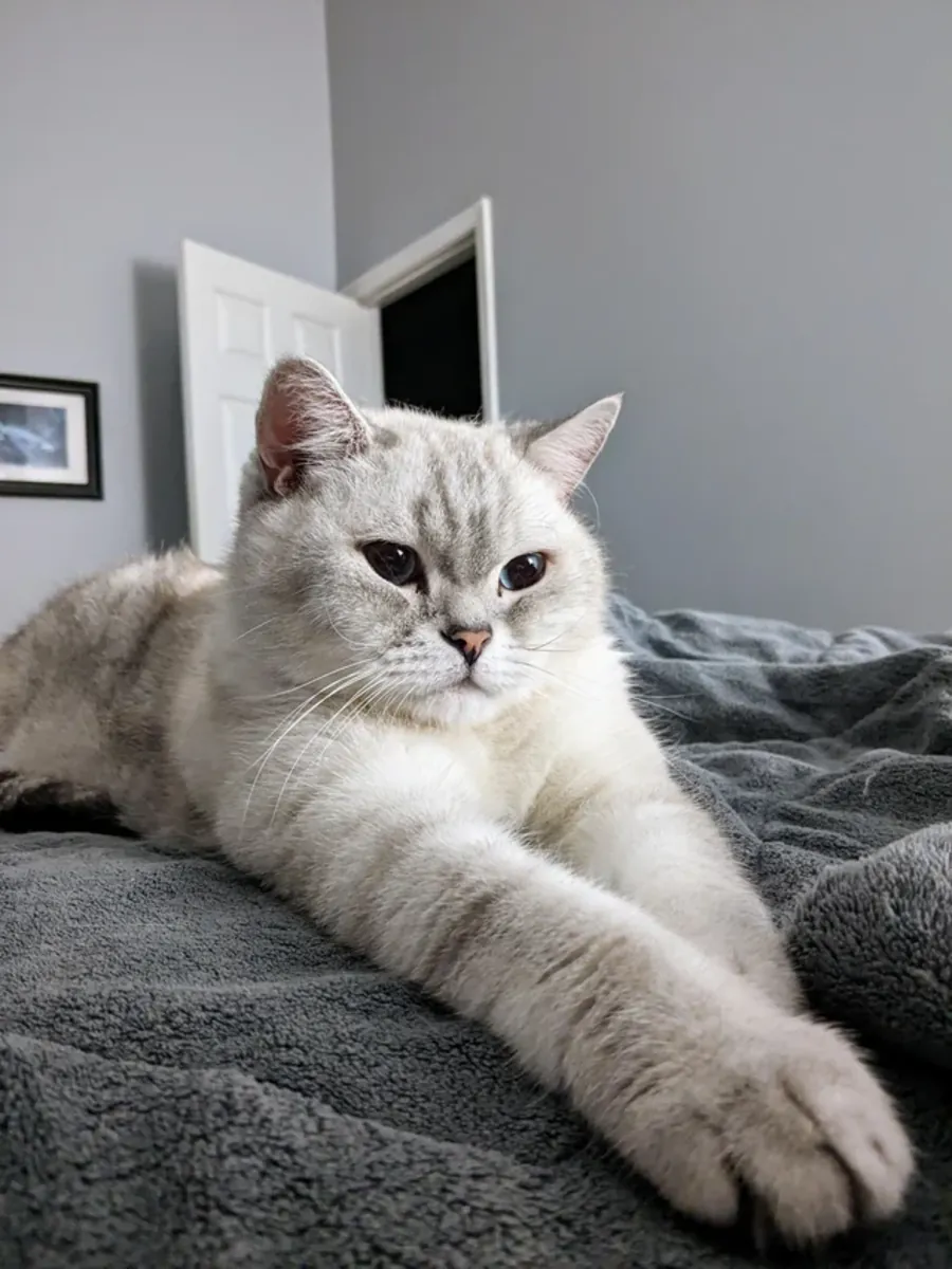 Evde büyümüş british shorthair kedi