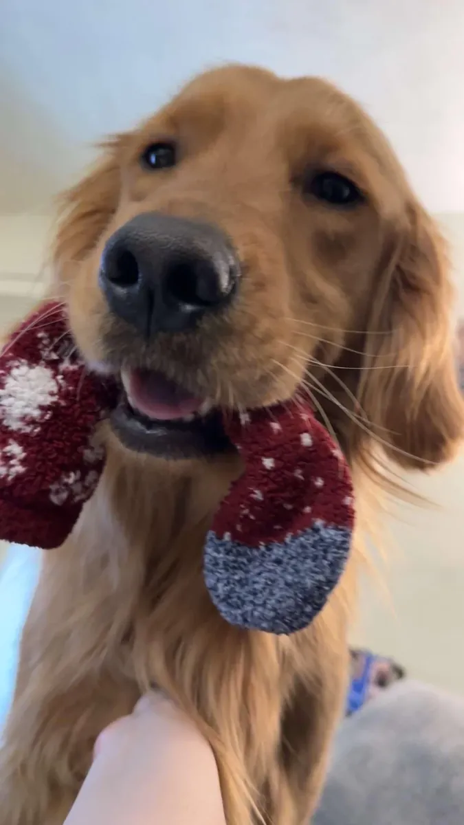 Aile ortamında büyümüş golden retriever