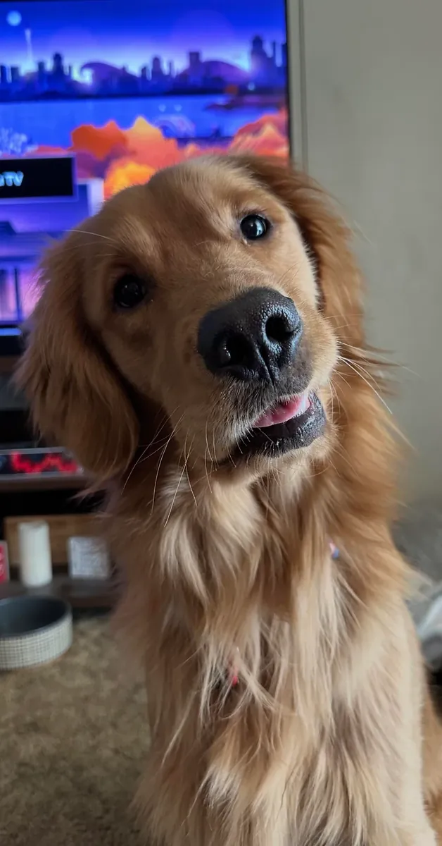 Aile ortamında büyümüş golden retriever