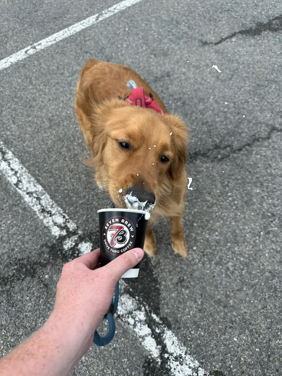 Aile ortamında büyümüş golden retriever