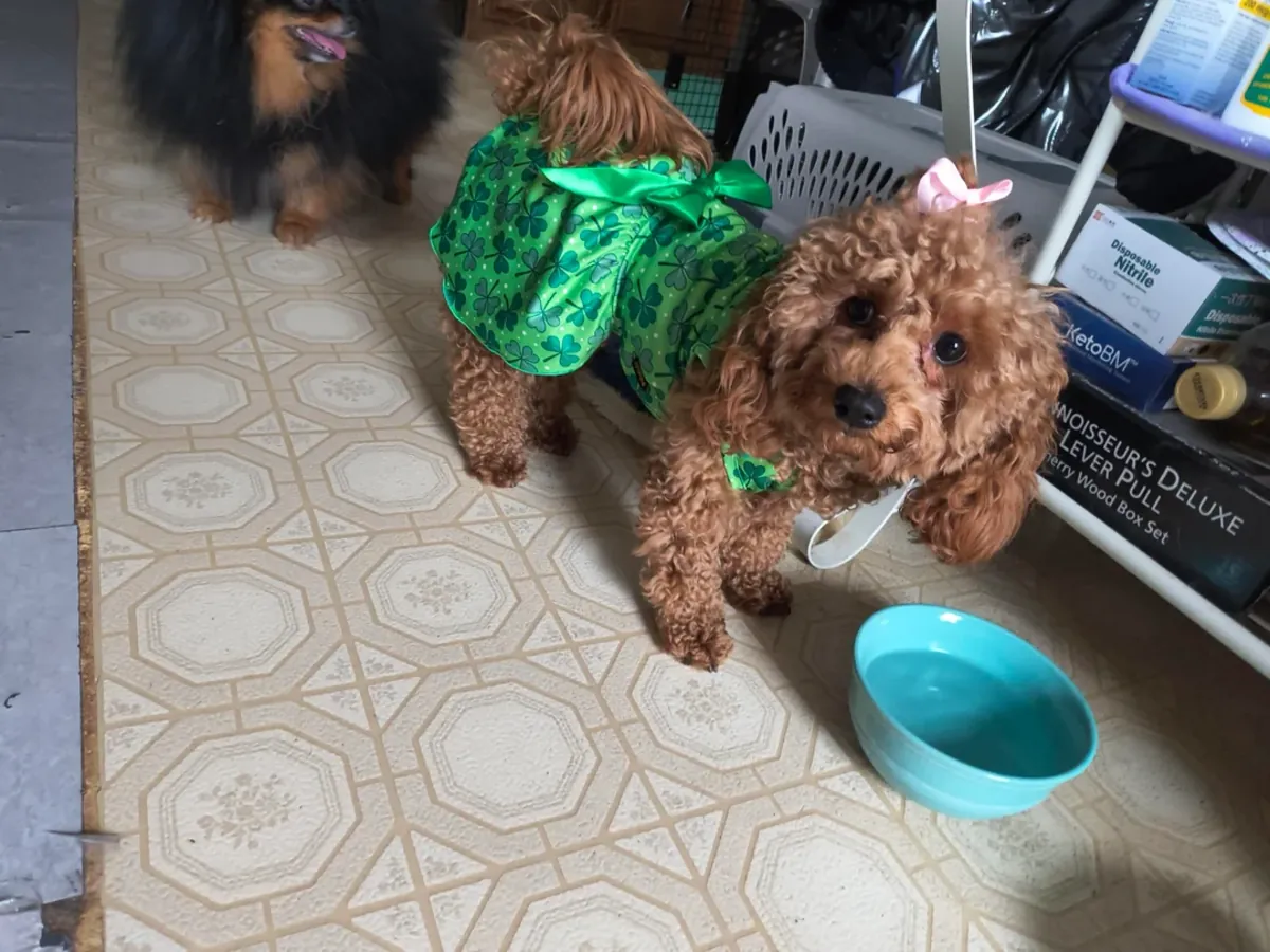 Poodle için iyi bir yuva arıyoruz