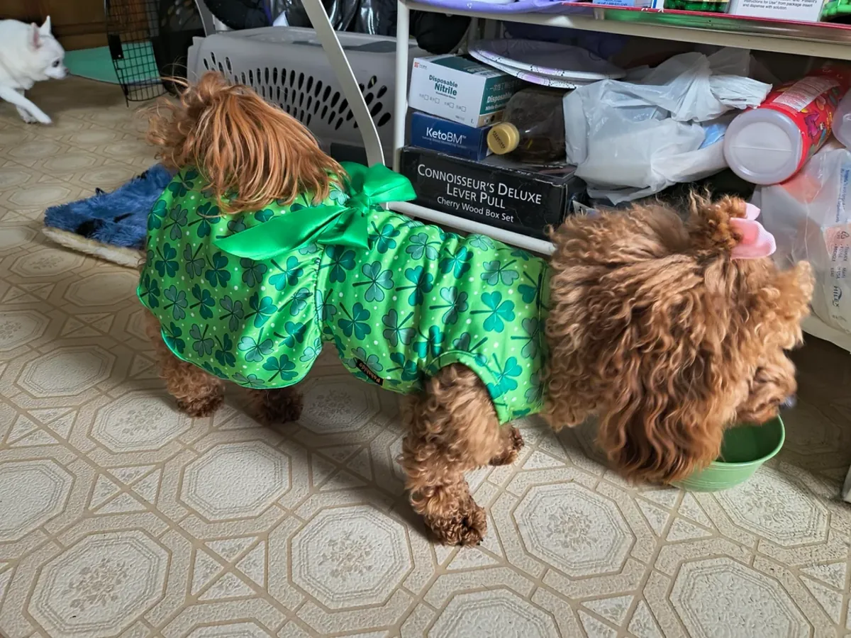 Poodle için iyi bir yuva arıyoruz