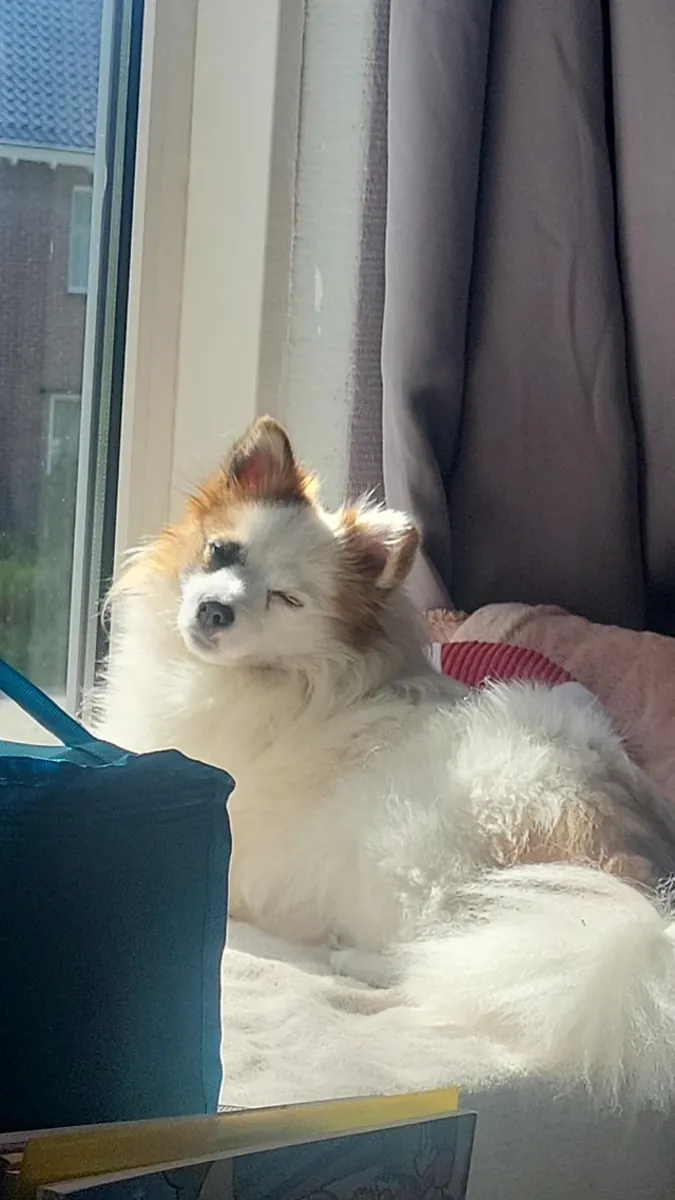 Evde büyümüş pomeranian sahiplendirme