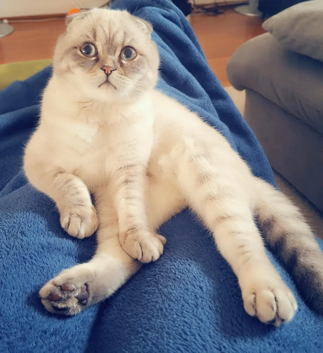 Scottish fold kedi