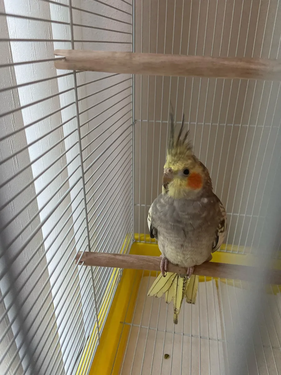 Sultan papağanı sahiplendirme