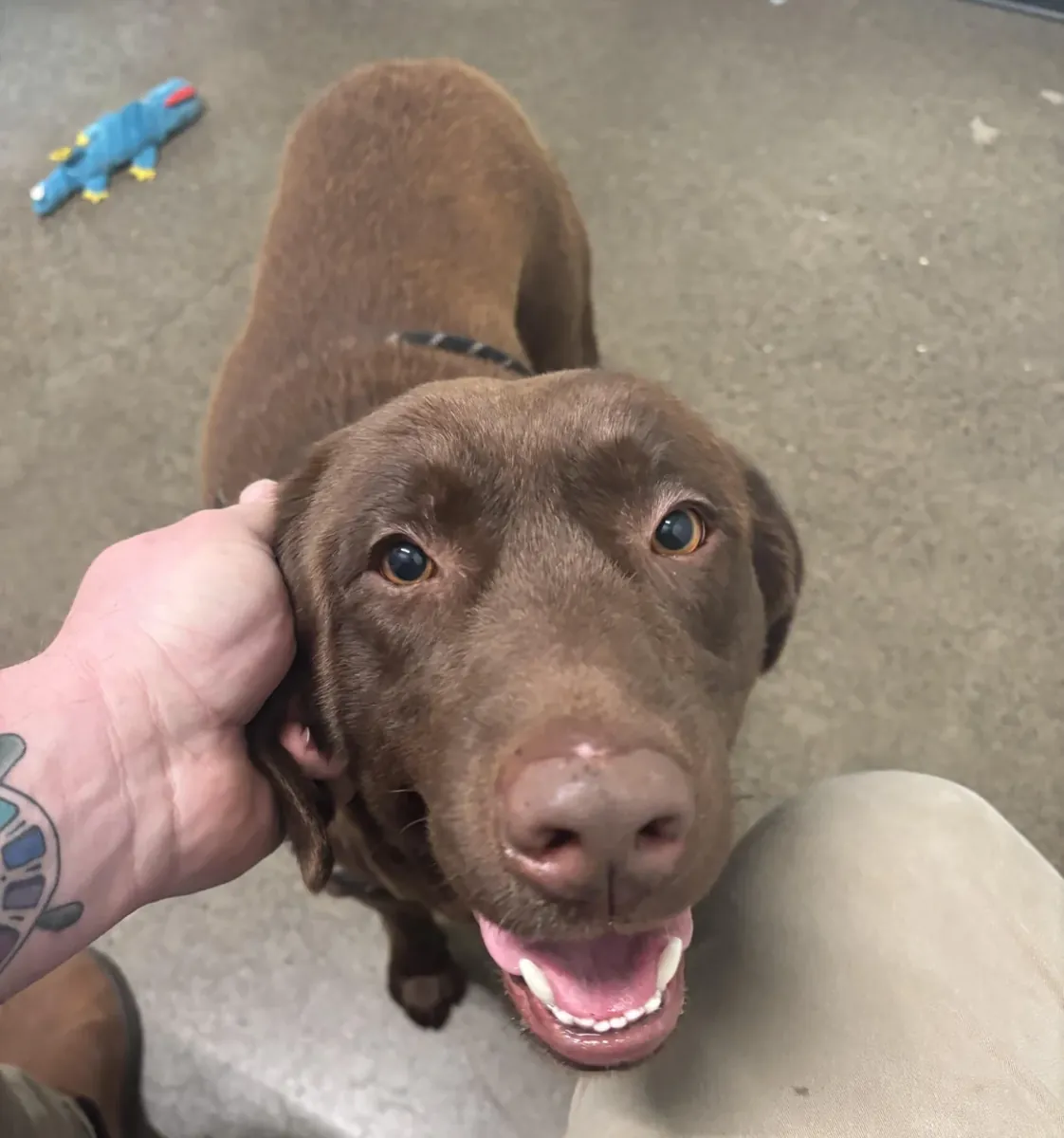 Labrador için yeni sahip aranıyor