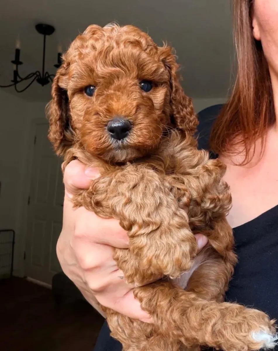KC Magnifique Mini Poodle Rouge 5 Générations Pedigree