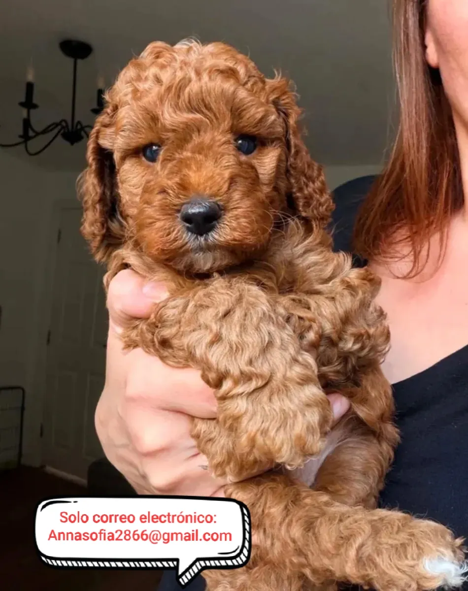 KC 美丽的红色迷你贵宾犬 5 代血统