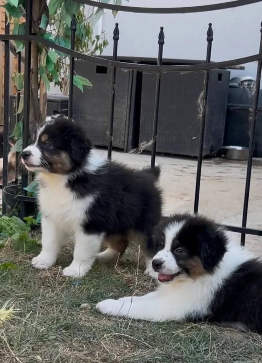 Impressive Australian Shepherd Puppies