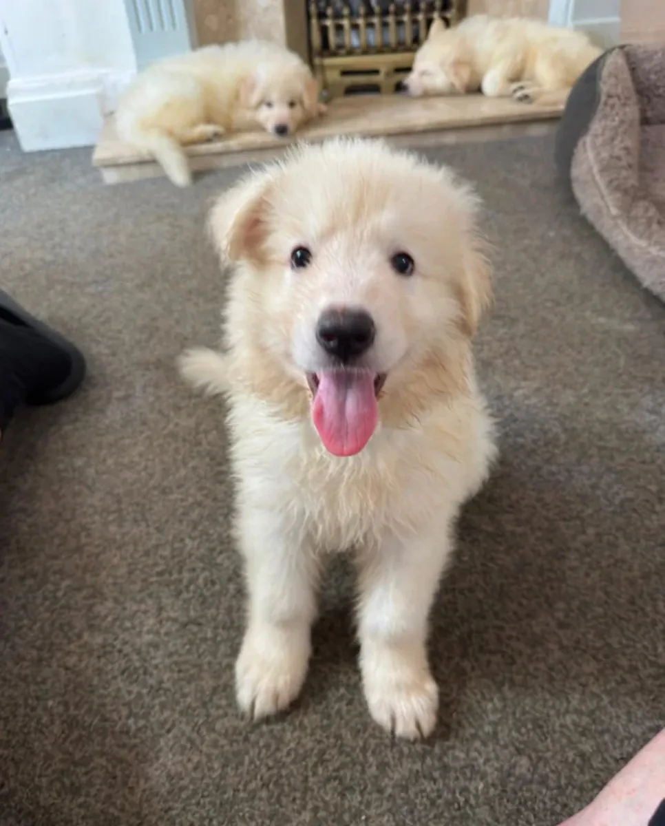 Straight Back White German Shepherd Puppies