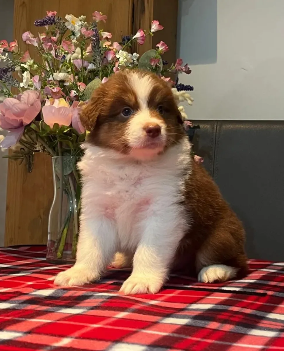 Chiots de berger australien à adopter