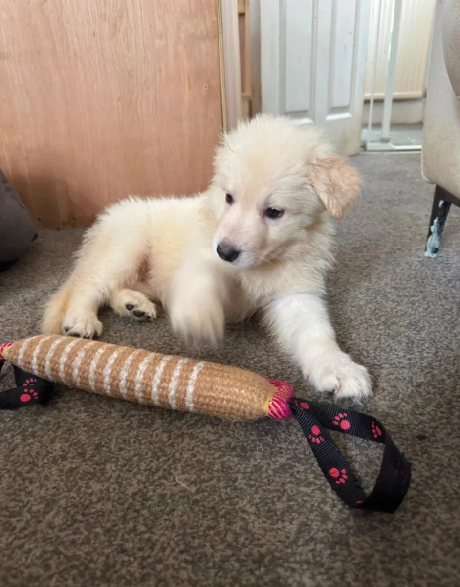 German shepherd puppies for adoption